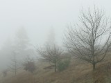 foghill.jpg