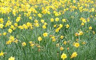 daffodillies.jpg