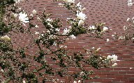 flowerbrick.jpg