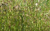 rattlegrass.jpg