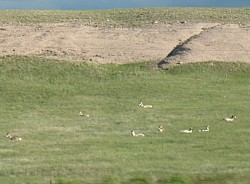 antelope-018.jpg